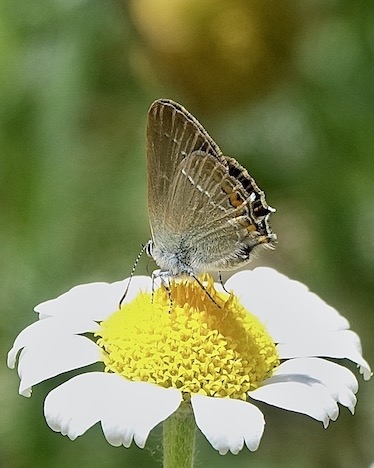 sloe hairstreak